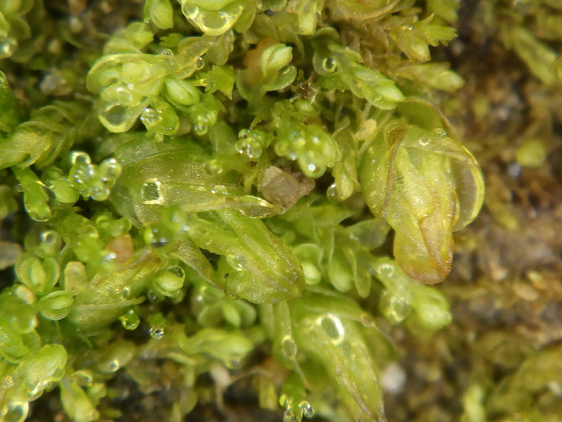 Solenostoma gracillimum